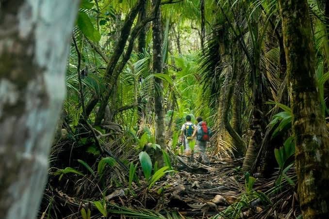 Sendero en un bosque tropical